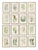 A SET OF SIXTEEN HAND COLOURED BOTANICAL PRINTS FROM FLORA UNIVERSALIS, AFTER DAVID DIETRICH