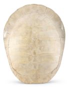 Y AN ARRAU OR GIANT SOUTH, AMERICAN RIVER TURTLE SKELETAL CARAPACE, PODOCNEMIS EXPANSA