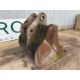 62" Bulk Bucket On 110MM Pins To Suit 30 - 50T Excavator - Image 2 of 6