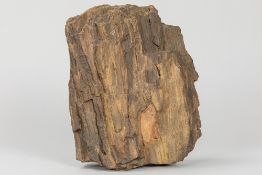 piece of petrified wood