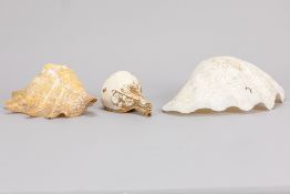 four (decorative) exotic shells of different sizes
