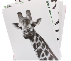 180 X A3 POSTER FRAME 29.7X42CM DISPLAY BOX ASST (0/36)