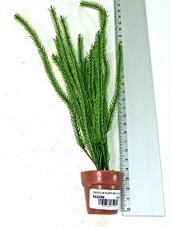 192 X AQUARIUM PLANTS &LITTLE TERRI POT (24/192)