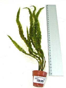 48 X AQUARIUM PLANTS &LITTLE TERRI POT*(NBC)*(24/192)