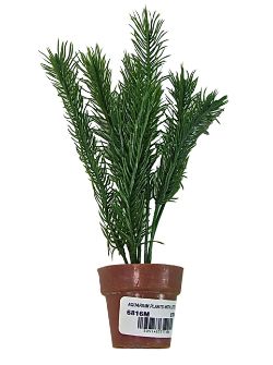 48 X AQUARIUM PLANTS &LITTLE TERRI POT (24/240)