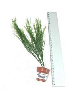 96 X AQUARIUM PLANTS & LITTLE TERRI POT (24/192)