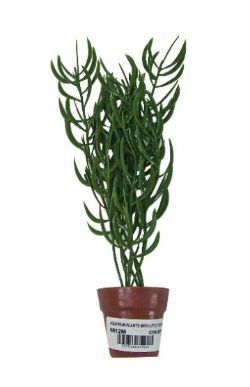 240 X AQUARIUM PLANTS &LITTLE TERRI POT*(NBC)*240