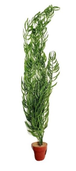 144 X AQUARIUM PLANTS &LITTLE TERRI POT*(NBC)*(144)