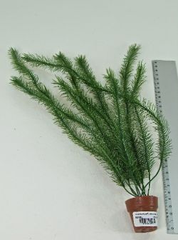 48 X AQUARIUM PLANTS WITH LITTLE TERRI POT*(NBC)*(24/144)