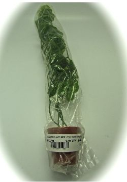 144 X AQUARIUM PLANTS & LITTLE TERRI POT (144)