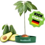 250 X GROW YOUR OWN AVOCADO TREE KIT