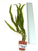 48 X AQUARIUM PLANTS &LITTLE TERRI POT