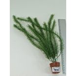 48 X AQUARIUM PLANTS WITH LITTLE TERRI POT