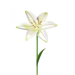 24 PCS 64CM METAL WHITE LILY GARDEN STAKE