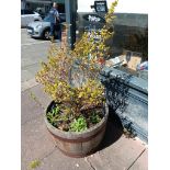 5 x Wooden Circular Planters