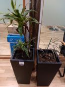 2 x Indoor plants