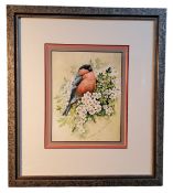 Ricard Whittlestone (Derbyshire Artist) Eurasian Bullfinch,  perched on white blossom, signed,