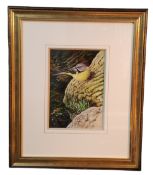 Ricard Whittlestone (Derbyshire Artist) Grey Wagtail, signed, gouache, 23cm x 15.5cm