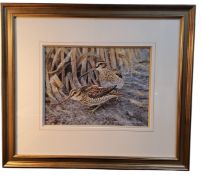 Ricard Whittlestone (Derbyshire Artist) Two Common Snipe, signed, gouache, 23cm x 30cm