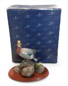 Border Fine Arts Waterfowl of The World, Widgeon, modelled  by Don Briddell, mahogany plinth, 20cm