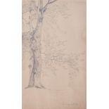 Deutscher Künstler | Baumstudie | Bleistiftzeichnung | 1858