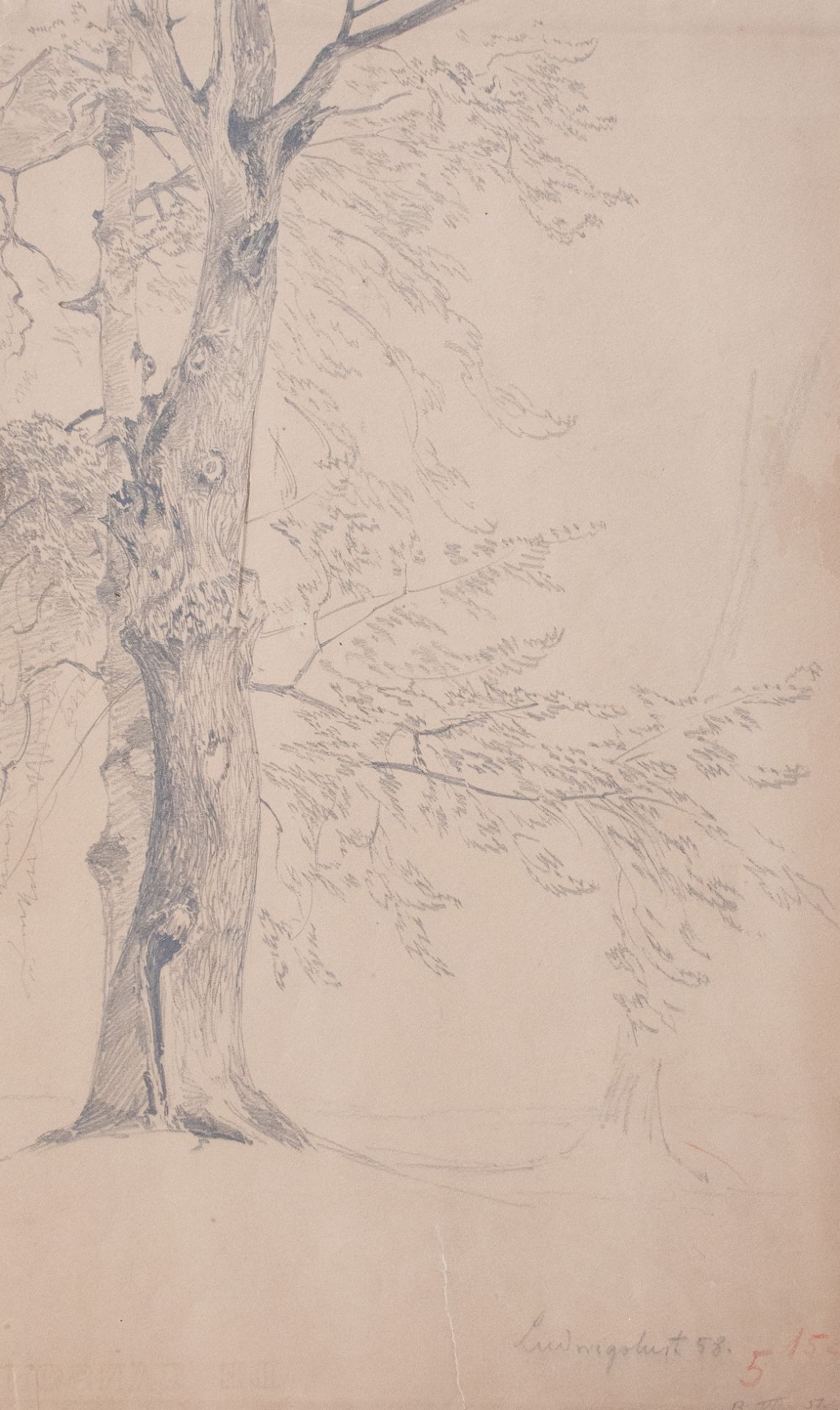 Deutscher Künstler | Baumstudie | Bleistiftzeichnung | 1858