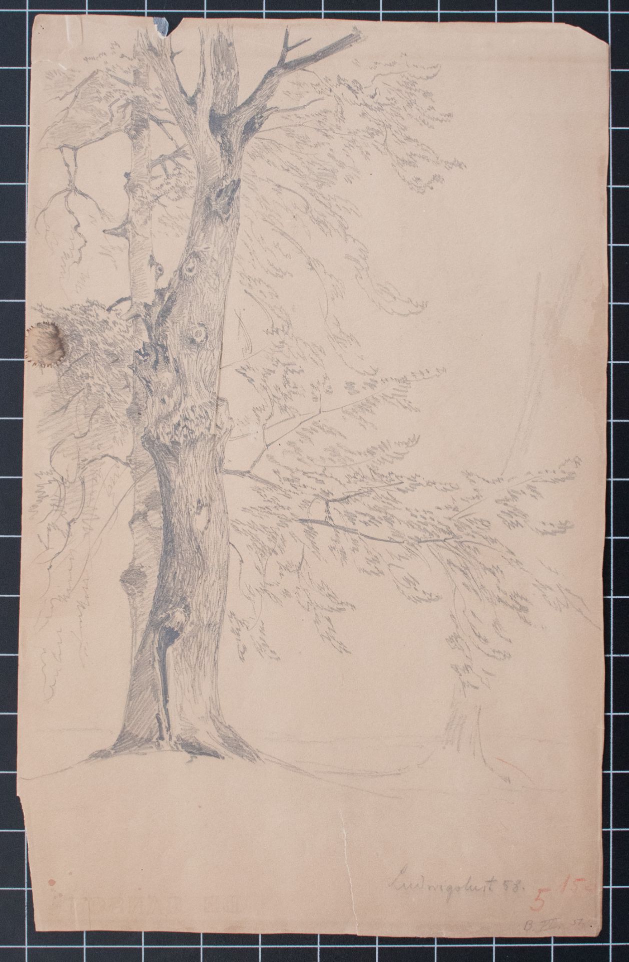 Deutscher Künstler | Baumstudie | Bleistiftzeichnung | 1858 - Bild 3 aus 5