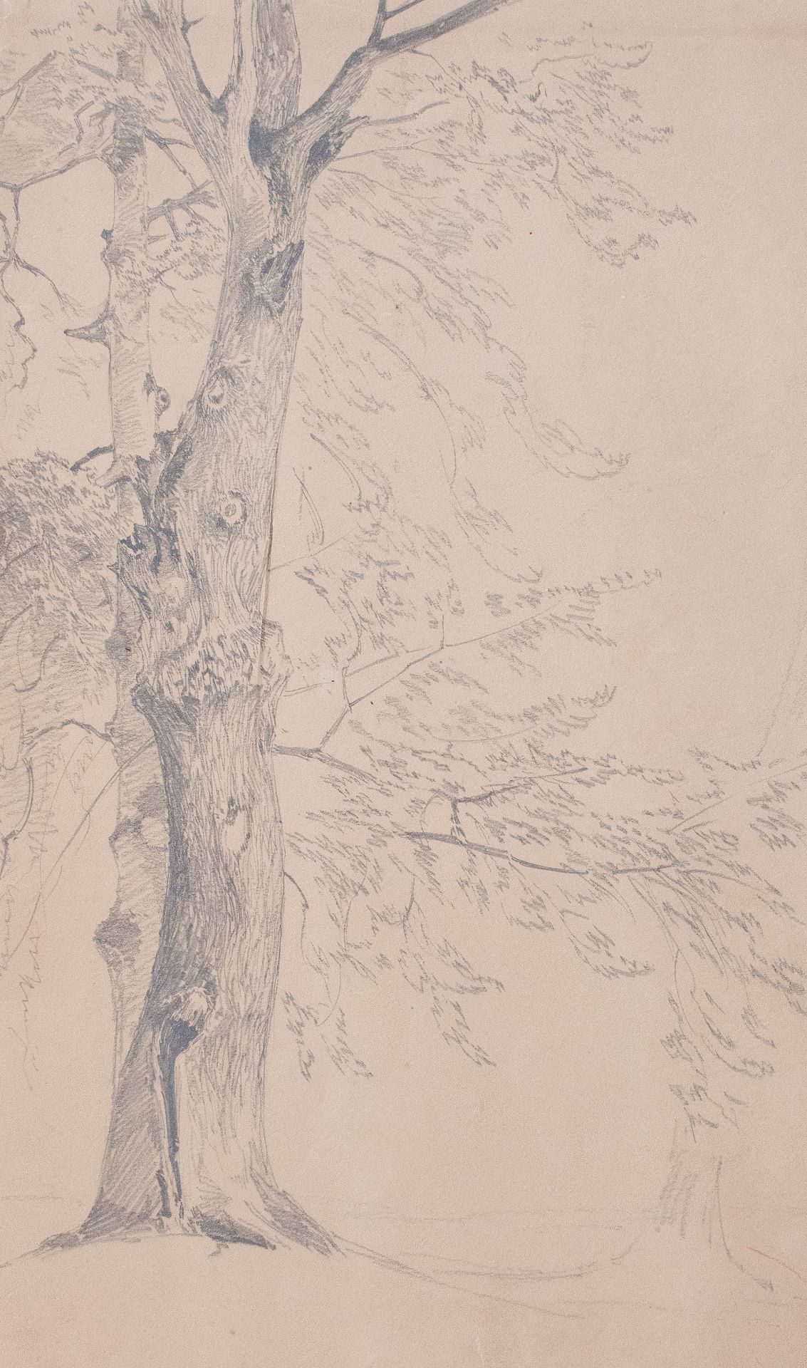 Deutscher Künstler | Baumstudie | Bleistiftzeichnung | 1858 - Bild 2 aus 5