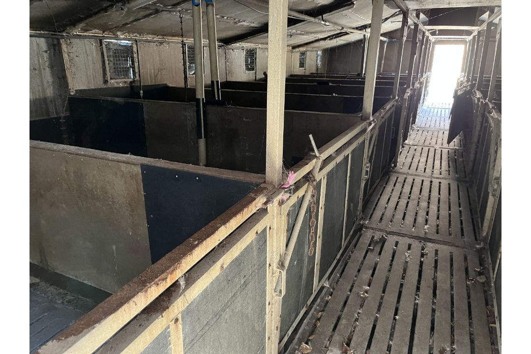 8 of 6' x 3' pig gates - Image 2 of 2