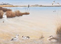 Tim Hayward (British, b.1952) Smew, On the Edge of the Water