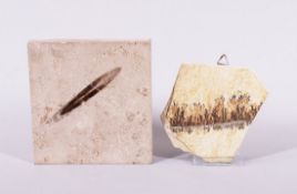 Zwei Fossilien, wohl Süddeutschland, Sandstein 