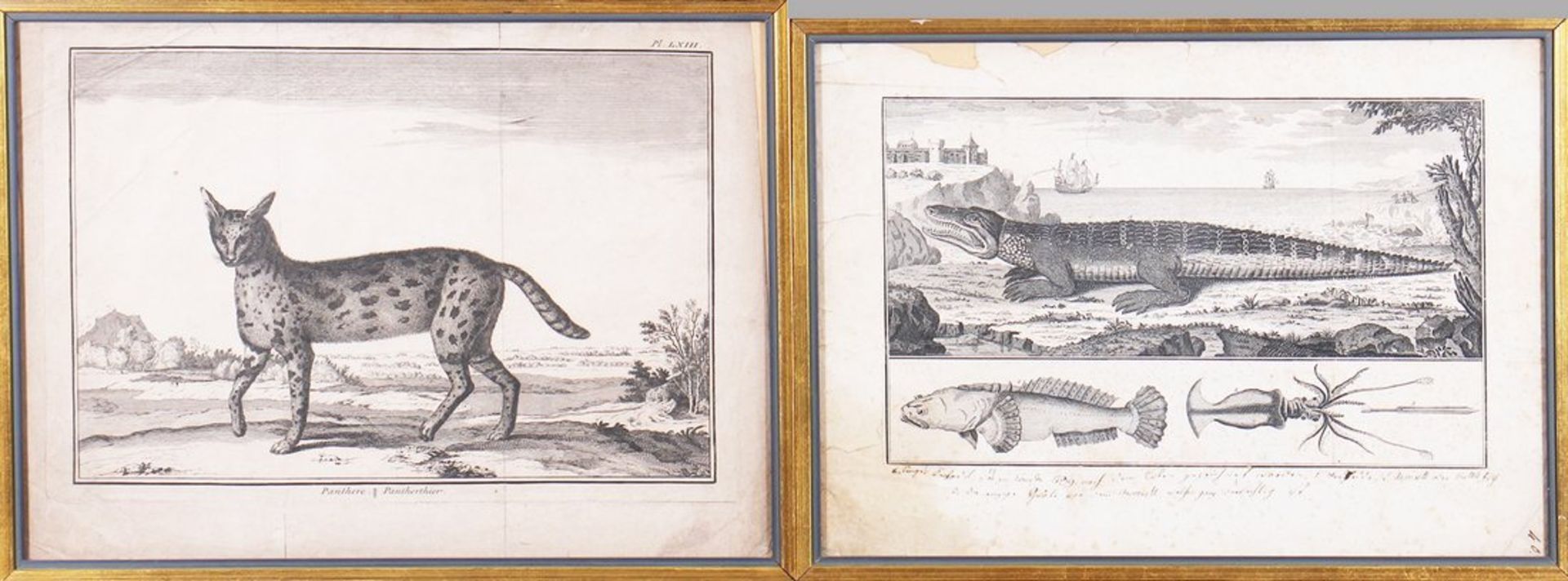 Zwei Tier-Kupferstiche (junges Krokodil und Panther), wohl 18. Jhd. 