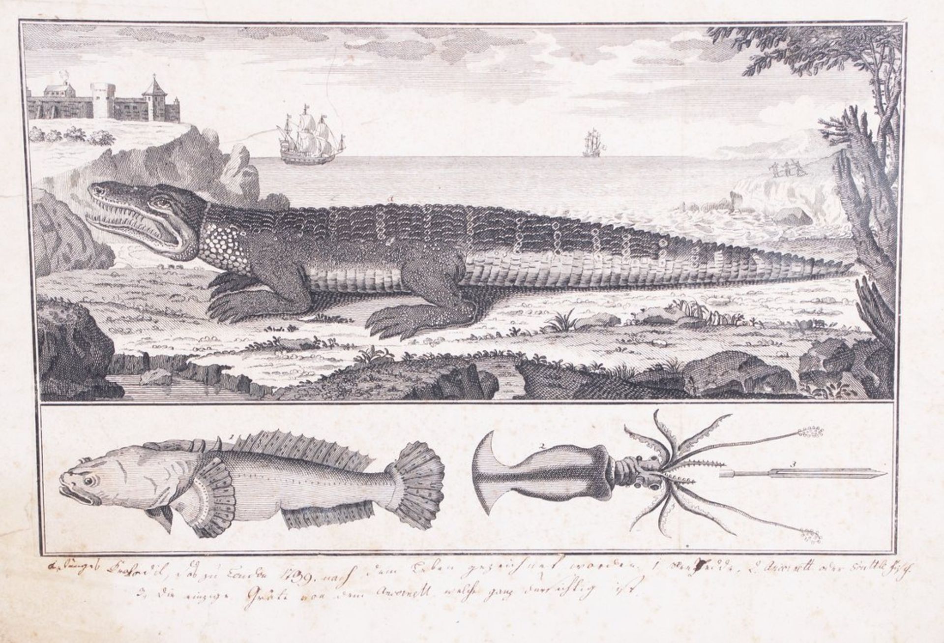 Zwei Tier-Kupferstiche (junges Krokodil und Panther), wohl 18. Jhd.  - Bild 2 aus 2