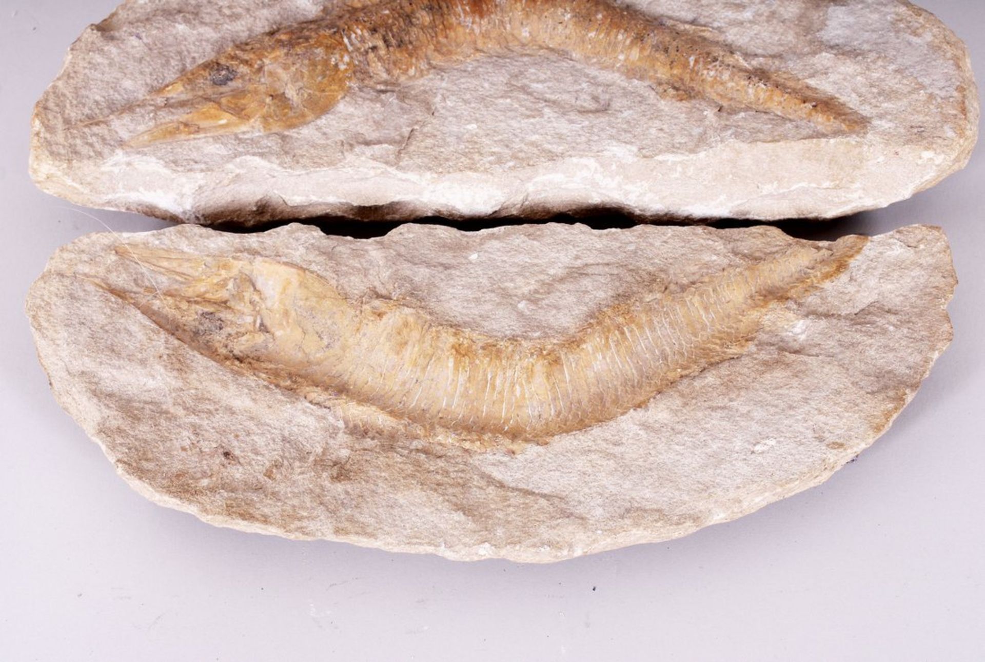 Fischfossil, wohl Solnhofen, Paläozoikum, Sandstein, 2-tlg.  - Bild 3 aus 4