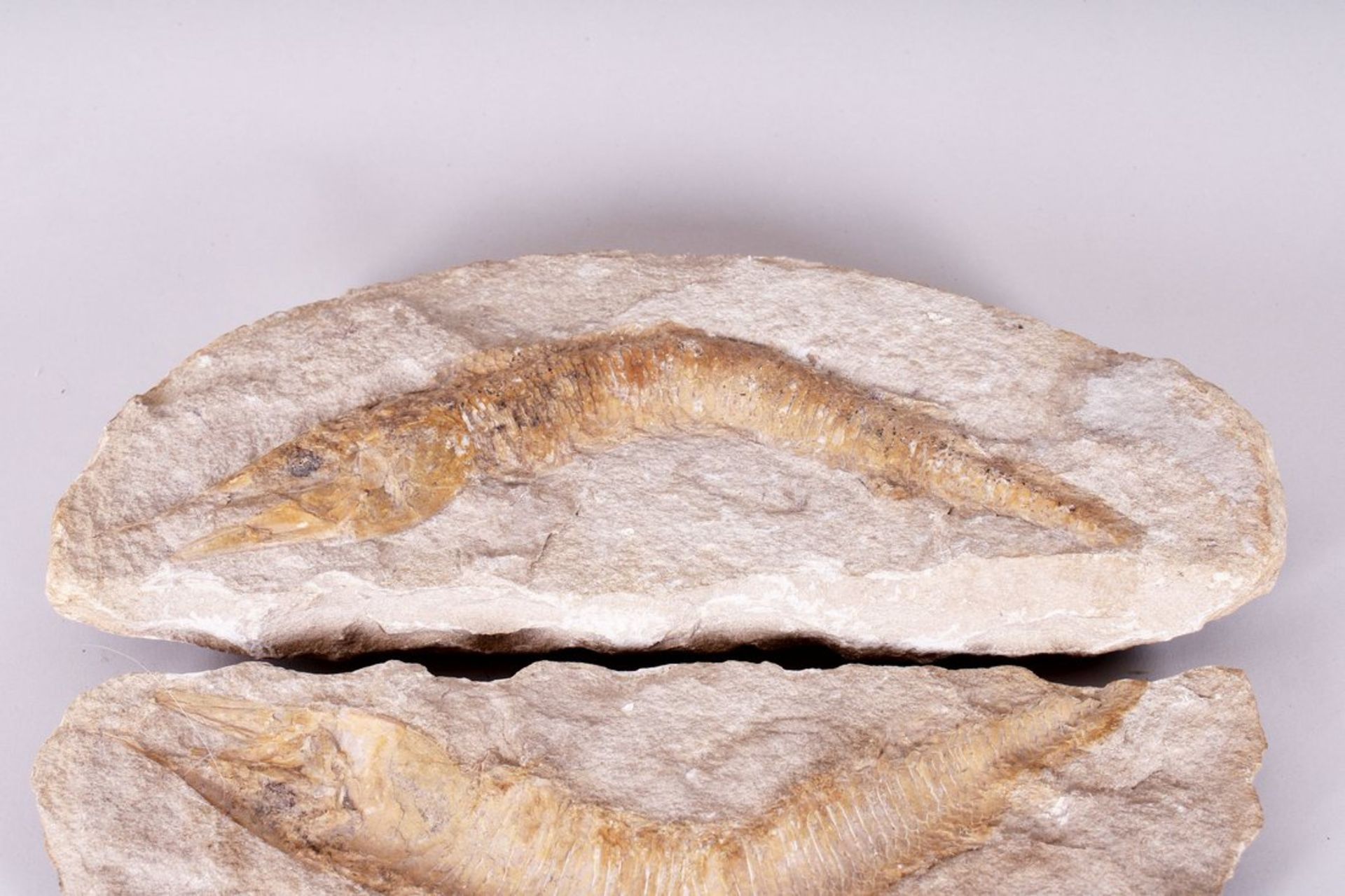 Fischfossil, wohl Solnhofen, Paläozoikum, Sandstein, 2-tlg.  - Bild 2 aus 4