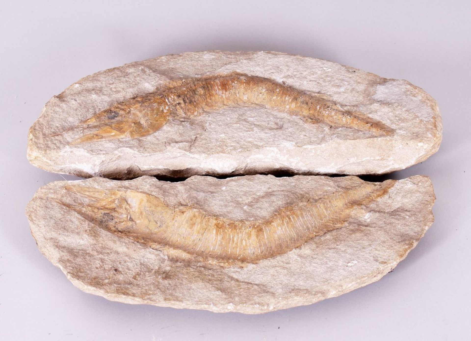 Fischfossil, wohl Solnhofen, Paläozoikum, Sandstein, 2-tlg. 