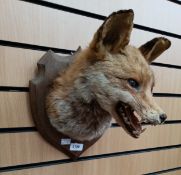Taxidermy interest:- Mid 20th Century foxes head growling on a wall hanging wooden plaque.