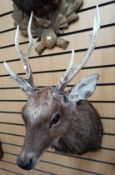 Taxidermy interest:- A late 20th Century head and shoulders of a young deer wall hanging.