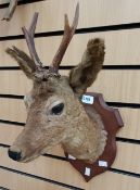 Taxidermy interest:- A mid 20th Century head and shoulders roebuck deer mounted on wooden wall
