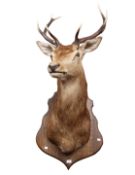 Taxidermy interest:- A late 20th Century head and shoulders of a red deer stag on oak wall hanging