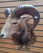 Taxidermy interest:- A late 20th Century head and shoulders of a ram on an ornate carved wall