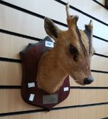 Taxidermy interest:- Head and shoulders of a muntjac deer mounted on wooden plaque c1993.