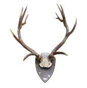 A 20th Century large red deer stag antlers attached to skull plate fixed to wall hanging shield