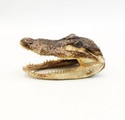 A late 20th Century alligator's (or caiman's) taxidermy head, length 15cm.