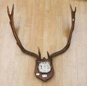 Fallow deer antlers with skull plate attached to wall hanging plaque.