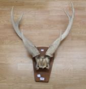 A set of antlers with skull plate attached to wall hanging plaque.