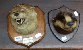 Taxidermy interest:- C1935 otter's head with inscription on wooden plaque along with a badger's head