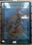 Taxidermy interest:- A mid 20th Century grey squirrel with acorn in mouth on a branch within wall
