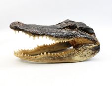 A late 20th Century taxidermy alligator's head, length 26cm.