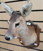 Taxidermy interest:- A 20th Century Head and shoulders of a roebuck deer mounted on a wooden wall